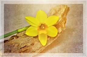 Painting of yellow narcissus flower