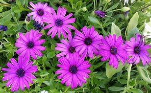 bright purple garden flowers closeup