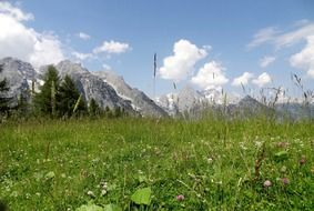 field with flowers and rocky mountains on a sunny day