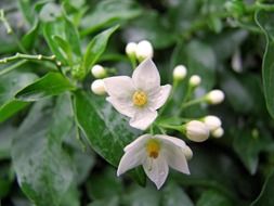 Potato vine, solanum jasminoides with white flowers
