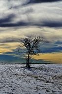 landscape of alone tree in winter