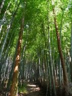 bamboo tree forest in Japan