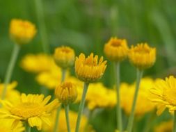 Beautiful yellow wild flowers