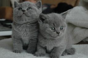 two gray scottish kittens