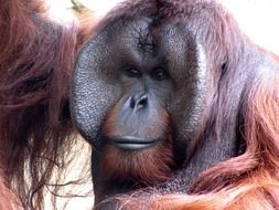 orangutan animal