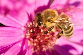 macro photo of bee pollinating a flower
