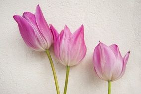 Three purple tulip flowers on white background