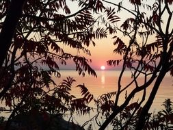 sunrise over the lake behind tree branches