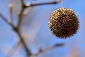 Macro photo of tree branch