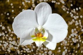 tender white orchid