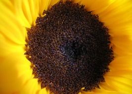 Picture of the natural sunflower