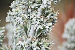 flower nature