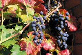 ripe autumn black grapes