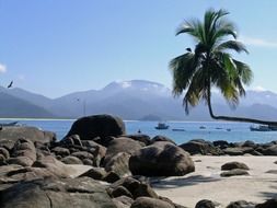 Green and yellow palm tree on a beautiful, sandy tropical island