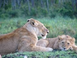 lions lie on the green grass