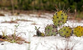 cactus in white sand