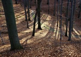 the shadow of the trees in the forest