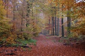 Beautiful landscape of autumn