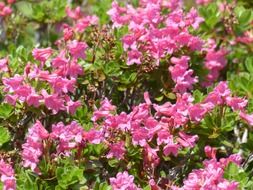 ciliated alpenrose pink flower meadow
