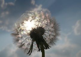 Light on the dandelion