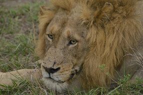 lion rests in wild, africa