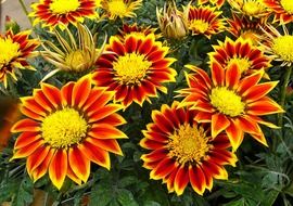 Bright flowers of garden gazania