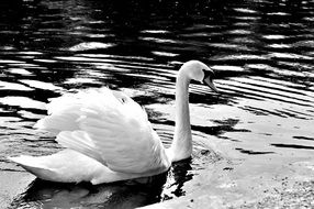 white graceful blessed swan on the water close-up