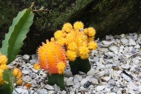 budding cacti