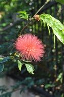 blossom shrub