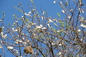 a tree with branches and leaves against the sky