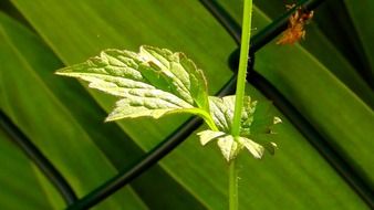 Green leaves of a plant near the fence