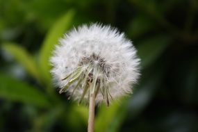 dandelion seedhead in spring