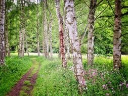 path in the birch forest