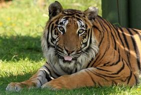 big tiger is lying on the green lawn