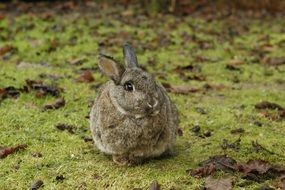 closeup photo of the hare is sitting on the green grass