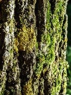 green moss on the bark of a tree