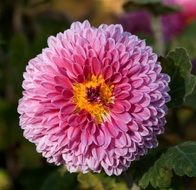 pink chrysanthemum with yellow center close-up