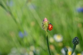 Macro picture of ladybug on a flower