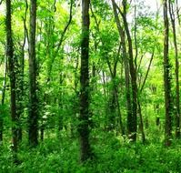 Trees in the woodland