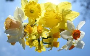 charming daffodils flowers