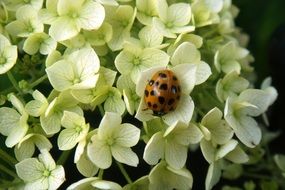 ladybug on white hydrangea close-up