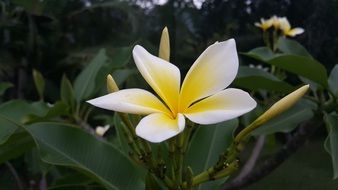 magnificent flower