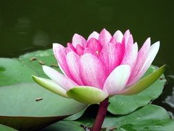 Water lily with a pink flower on a pond