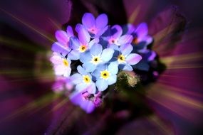 Flower of forget-me-not macro phot