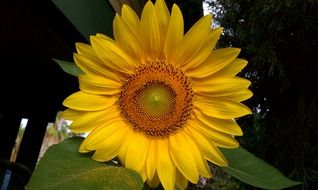 Sunflower with large leaves close-up