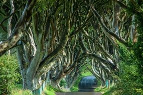 trees along the alley in ireland