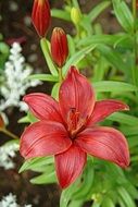 bright red lily in the garden