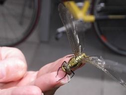 dragonfly on hand