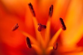 pistils with anthers closeup