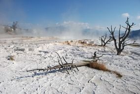 landscape of the yellowstone national park